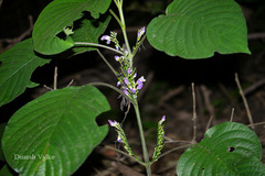 Gymnostachyum latifolium var. decurrens